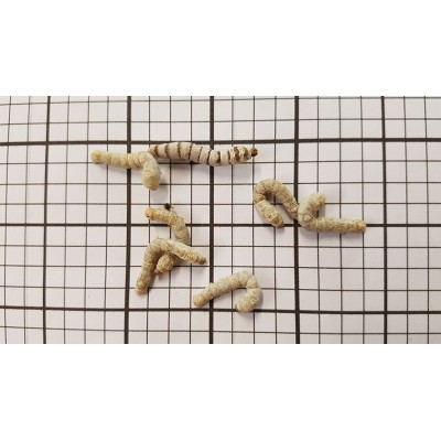 Small Silkworms (Qty 25)